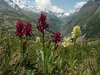 Dactylorhiza sambucina 98, Saxifraga-Harry Jans