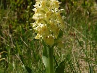 Dactylorhiza sambucina 99, Saxifraga-Harry Jans