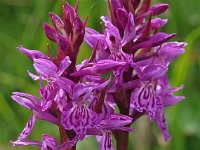 Dactylorhiza savogiensis 2, Saxifraga-Hans Dekker