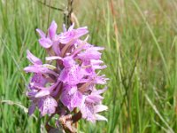 Dactylorhiza sphagnicola 10, Veenorchis, Saxifraga-Rutger Barendse