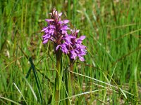 Dactylorhiza sphagnicola 11, Veenorchis, Saxifraga-Ed Stikvoort