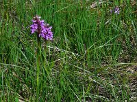 Dactylorhiza sphagnicola 12, Veenorchis, Saxifraga-Ed Stikvoort