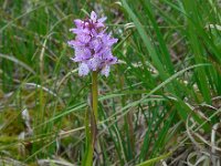 Dactylorhiza sphagnicola 16, Veenorchis, Saxifraga-Ed Stikvoort