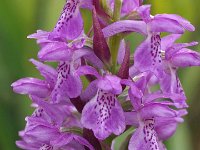 Dactylorhiza sphagnicola 19, Veenorchis, Saxifraga-Hans Dekker