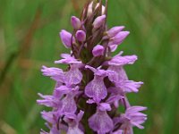 Dactylorhiza sphagnicola 3, Veenorchis, Saxifraga-Hans Dekker