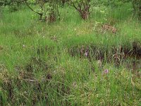 Dactylorhiza sphagnicola 4, Veenorchis, Saxifraga-Hans Dekker