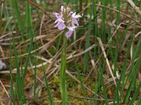 Dactylorhiza sphagnicola 5, Veenorchis, Saxifraga-Hans Dekker