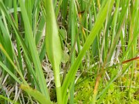 Dactylorhiza sphagnicola 9, Veenorchis, Saxifraga-Rutger Barendse