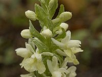 Dactylorhiza sulphurea 11, Saxifraga-Willem van Kruijsbergen