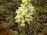 Dactylorhiza sulphurea 12, Saxifraga-Willem van Kruijsbergen