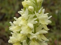 Dactylorhiza sulphurea 13, Saxifraga-Willem van Kruijsbergen