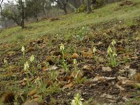 Dactylorhiza sulphurea 16, Saxifraga-Willem van Kruijsbergen