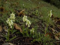 Dactylorhiza sulphurea 18, Saxifraga-Jan van der Straaten