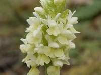 Dactylorhiza sulphurea 20, Saxifraga-Jan van der Straaten