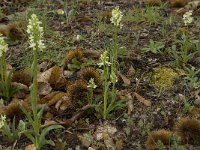 Dactylorhiza sulphurea 21, Saxifraga-Jan van der Straaten