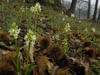 Dactylorhiza sulphurea 24, Saxifraga-Jan van der Straaten