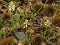 Dactylorhiza sulphurea 4, Saxifraga-Willem van Kruijsbergen