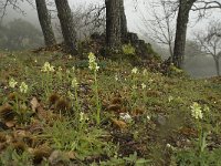 Dactylorhiza sulphurea 7, Saxifraga-Willem van Kruijsbergen