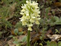 Dactylorhiza sulphurea 8, Saxifraga-Willem van Kruijsbergen