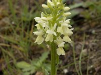 Dactylorhiza sulphurea 9, Saxifraga-Willem van Kruijsbergen