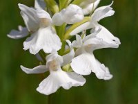 Dactylorhiza transylvanica 3, Saxifraga-Hans Dekker