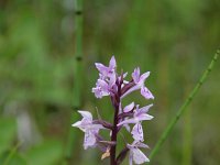 Dactylorhiza traunsteineri 2, Saxifraga-Dirk Hilbers