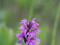 Dactylorhiza traunsteineri 3, Saxifraga-Dirk Hilbers