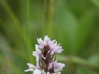 Dactylorhiza traunsteineri 4, Saxifraga-Dirk Hilbers