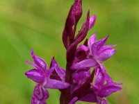 Dactylorhiza traunsteineri 5, Saxifraga-Hans Dekker