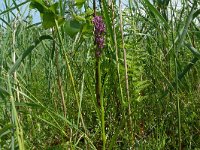 Dactylorhiza traunsteineri 7, Saxifraga-Hans Grotenhuis