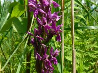 Dactylorhiza traunsteineri 8, Saxifraga-Hans Grotenhuis