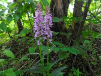 Dactylorhiza urvilleana 2, Saxifraga-Ed Stikvoort