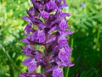 Dactylorhiza urvilleana 5, Saxifraga-Ed Stikvoort