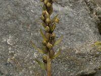Dactylorhiza viride 11, Groene nachtorchis, Saxifraga-Willem van Kruijsbergen