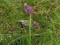 Dactylorhiza wirtgenii  3, Saxifraga-Hans Dekker