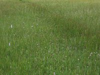 Danthonia decumbens 5, Tandjesgras, Saxifraga-Hans Boll