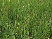 Danthonia decumbens 6, Tandjesgras, Saxifraga-Hans Boll