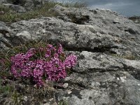 Daphne cneorum 15, Saxifraga-Willem van Kruijsbergen