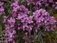 Daphne cneorum 20, Saxifraga-Willem van Kruijsbergen