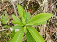 Daphne cneorum 27, Saxifraga-Rutger Barendse