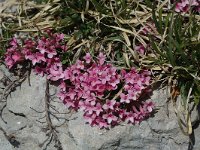 Daphne cneorum 3, Saxifraga-Jan van der Straaten