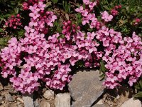 Daphne cneorum 31, Saxifraga-Harry Jans