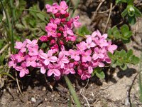 Daphne cneorum 37, Saxifraga-Luuk Vermeer