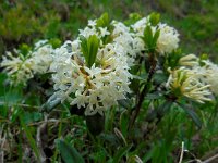 Daphne glomerata 2, Saxifraga-Ed Stikvoort