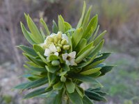 Daphne gnidium 11, Saxifraga-Ed Stikvoort