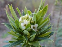 Daphne gnidium 13, Saxifraga-Ed Stikvoort