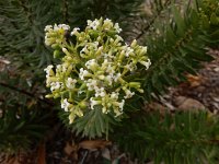 Daphne gnidium 7, Saxifraga-Peter Meininger