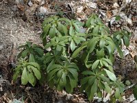 Daphne laureola 3, Zwart peperboompje, Saxifraga-Jan van der Straaten