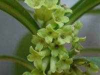 Daphne laureola 4, Zwart peperboompje, Saxifraga-Jan van der Straaten