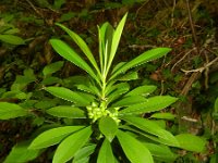 Daphne laureola 5, Zwart peperboompje, Saxifraga-Rutger Barendse